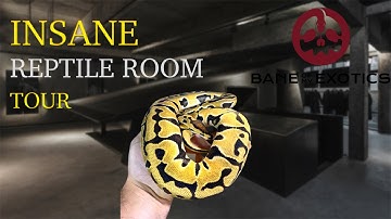 INSANE Reptile Room Tour with Brian from Bane Of My Exotics || Distinct Reptiles || Ball Pythons