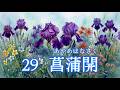 29 菖蒲華(あやめはなさく)6/26〜7/1頃