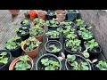 Passionate gardener  my container strawberry plants