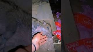 Selamat Jalan Babi Kecilku