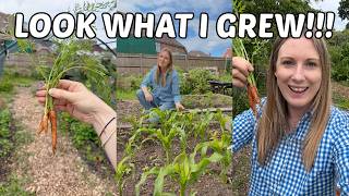 LOOK WHAT I GREW! AND A SPECIAL GUEST FINALLY SHOWED UP / ALLOTMENT GARDENING UK