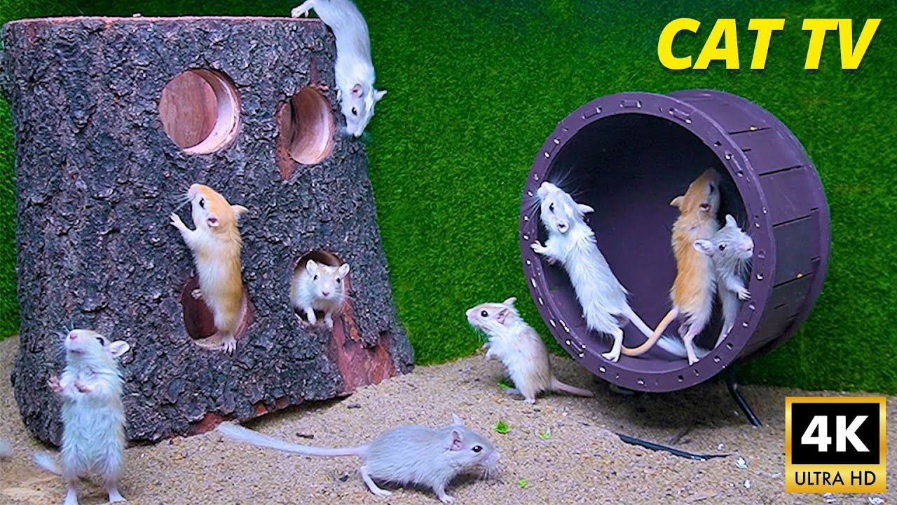 Mouse Fun 8 Hours Cat Tv - Mice Games for Cats To Enjoy - 4k Mice Fun Video For ...