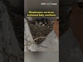 Shopkeeper nurtures orphaned baby swallows
