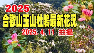 【合歡山玉山杜鵑】2025最新花況｜2025.4.11拍攝