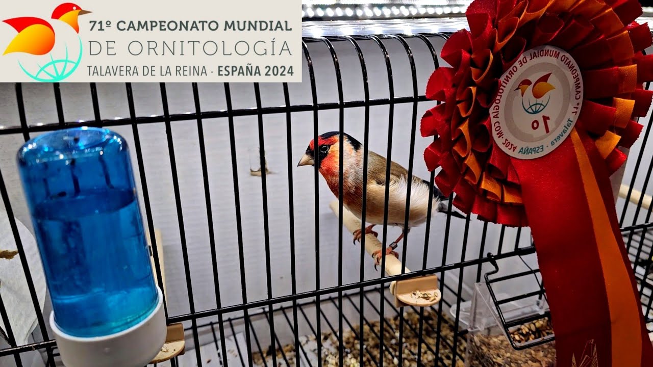 25 000 птиц 🐦🤯🫨 71-й чемпионат мира по орнитологии 2024 - Талавера де ла Рейна (Испания) 🇪🇸