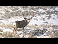 The King of the Winter Range! Raw phoneskope footage of a legendary mule deer in the making “king”