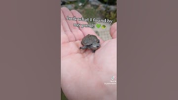 Thumbnail of BABY TURTLE Found By My Pond! 🐢💚 #shorts