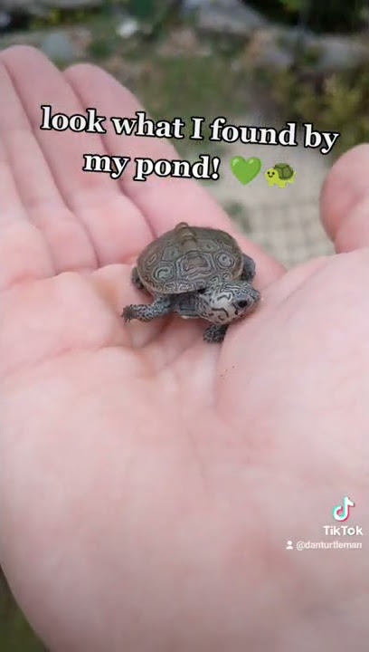 BABY TURTLE Found By My Pond! 🐢💚 #shorts