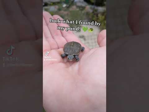 Video: 100+ Nama Turtle and Tortoise Pet Awesome dan Fun