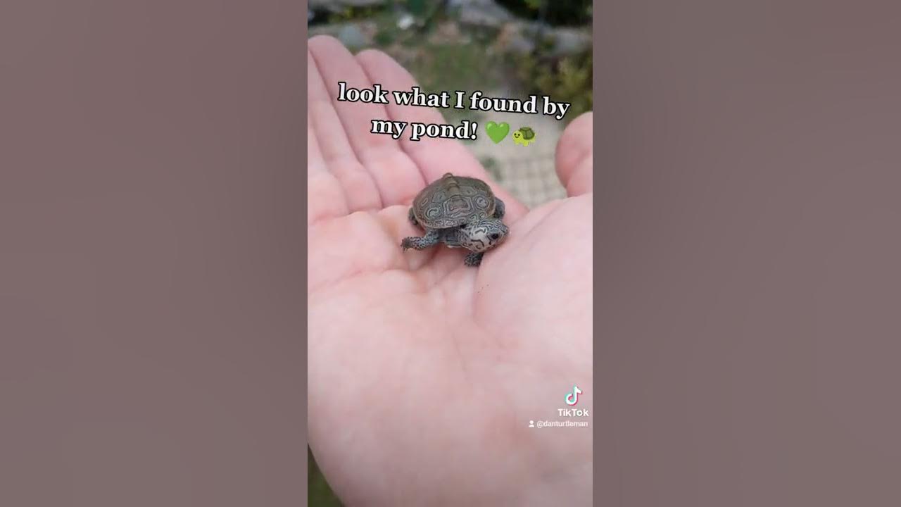 BABY TURTLE Found By My Pond! 🐢💚 #shorts