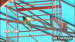 Aksi Tengil CUCAK IJO KEPALA KUNING