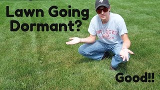 Why A Lawn Going Dormant Can Be a Good Thing!!