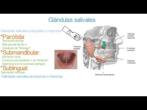 Video: ¿Por qué son importantes las glándulas salivales?