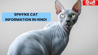 Sphynx Cat  INFORMATION IN HINDI | CAT INFORMATION | EP-3 | CATS HINDI | PET INFO by PET INFO 1,224 views 1 year ago 1 minute, 45 seconds