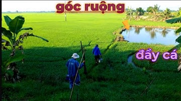 Góc ruộng đầy cá câu hoài không hết cá #p3 câu cá hóc môn