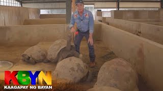 KBYN: Malalaking pagong at 'di pangkaraniwang reptile sa isang farm sa Bulacan