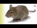 تفسير حلم رؤية الفأر في المنام