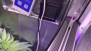 Grow Strong Cup: Start Of Week 2 flower, day 10. Growing In @SuperClosetHydro