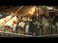 Карусель для коров построили на ферме в Ярославской области
