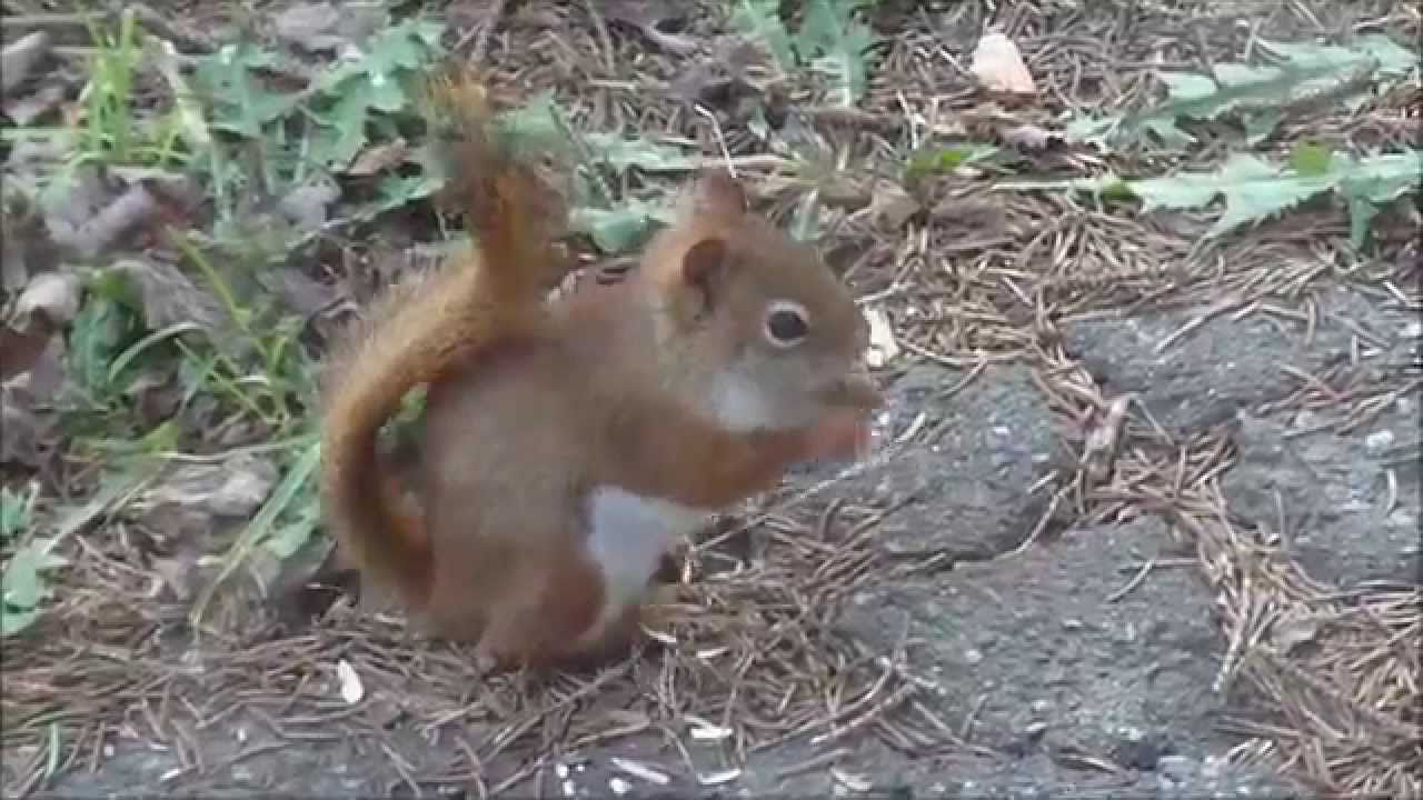 Red Squirrel in my backyard being Territorial