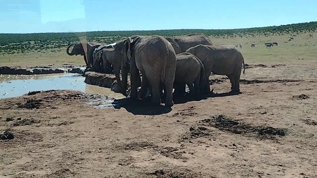 Elephants at the watering hole