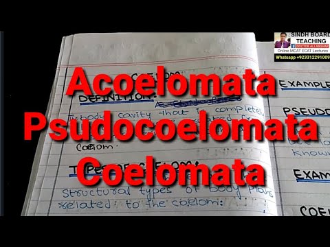 Vídeo: Diferença Entre Coelomato E Acoelomato