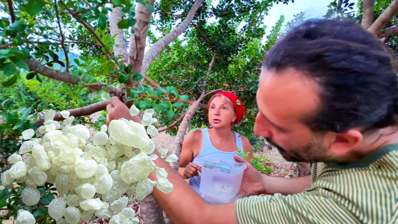 HERKES KAZANABİLİR. KİLOSU 32 BİN TL.15 yıllık ağaçlar tekrar canlandı! (Muğla Kayaköy)