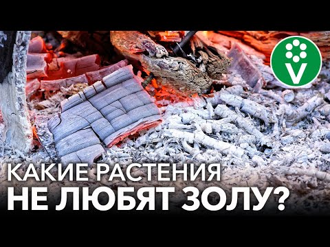 Никогда не кормите золой эти растения! Как не лишиться урожая при подкормке золой?