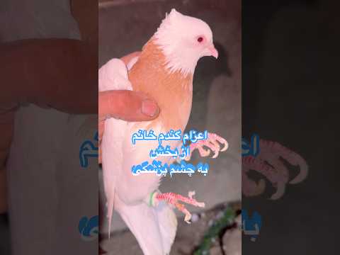 ننه این طوقیه نماینده عشق بازان کرمان در مشهد شورت کبوتر بلندپرواز