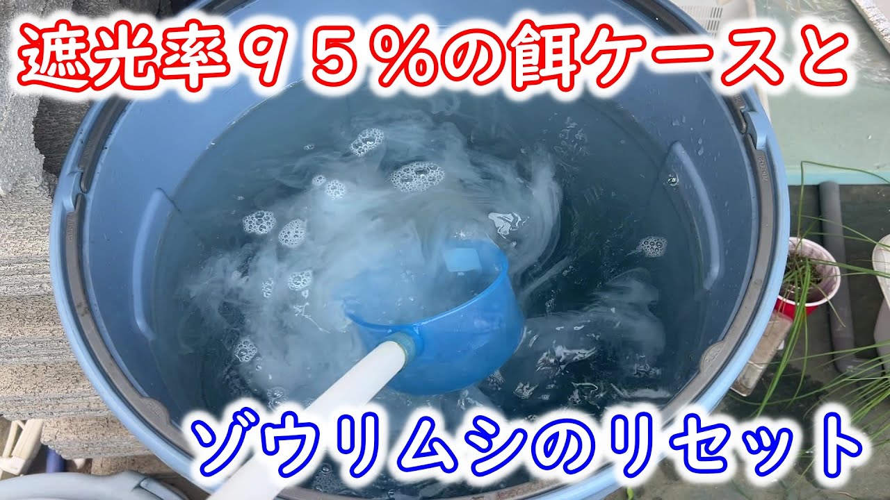 【めだか】遮光率９５％の餌容器作成。ポリバケツ培養のゾウリムシをリセット。Ｂ型おやじ