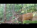 Red deer royal stag  12 points  october 2021