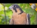 Peregrine Falcon is the Fastest Animal in the World!