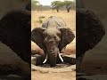 Elephant Heroically Puts Out Fire In African Village! #animals #rescue #wildlife