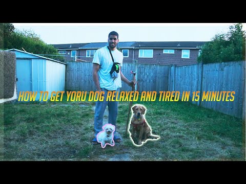 how-to-exercise-your-puppies!-eliminate-over-90%-of-behaviour-problems-in-your-dog.