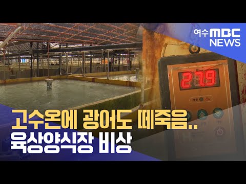 고수온에 광어도 떼죽음.. 육상양식장 비상 -R(230831목/뉴스데스크)