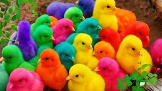 Ayam Lucu, ayam warna warni, ayam rainbow, kelinci lucu, bebek lucu, ikan koi, Hewan Lucu