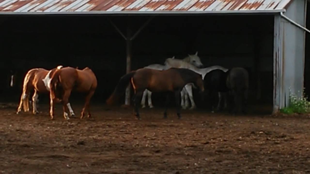 Tail Swishing learning to Love Horses YouTube