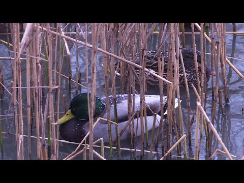 Рязанцам рассказали, чем можно кормить уток