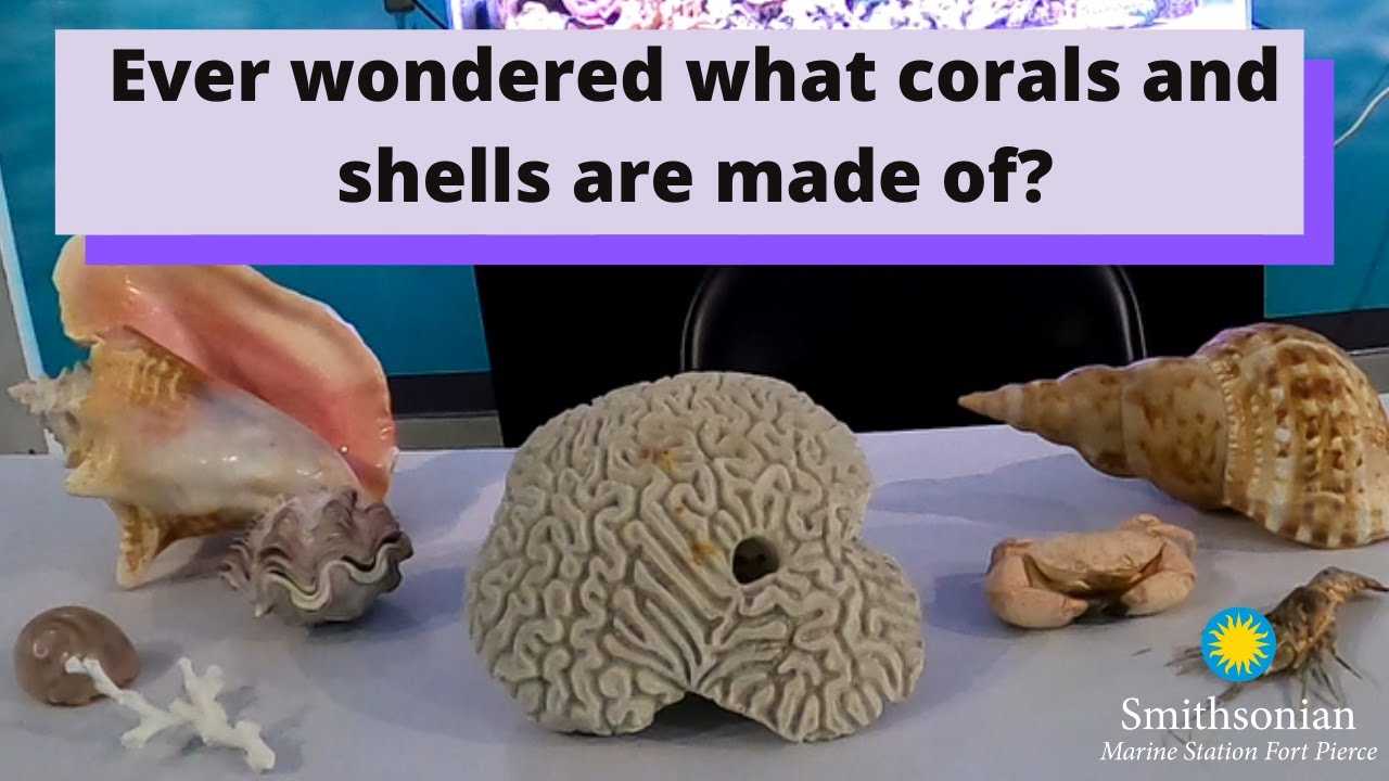 Bio Bit: Calcium Carbonate