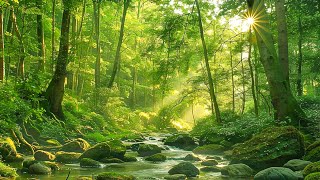 The sound of a river with beautiful sunlight through the trees at dusk [study, work, sleep, ASMR] by Healing Melodies 10 views 3 weeks ago 3 hours, 28 minutes