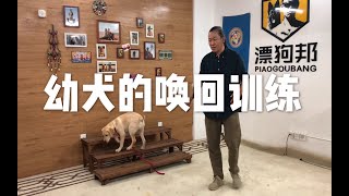 【养狗小白入门指南】小奶狗带回家老漂手把手教给你如何正确训练唤回