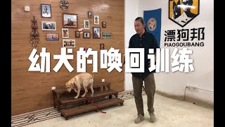 【养狗小白入门指南】小奶狗带回家老漂手把手教给你如何正确训练唤回