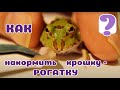 Кормление малышей рогаток. Как накормить?