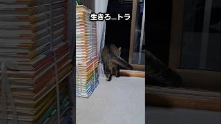 野良猫…生きろ#shorts#トラ