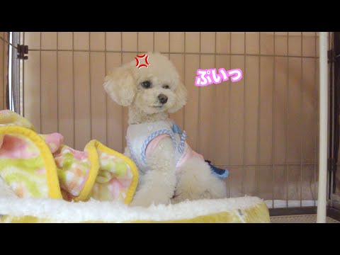 大雪でお散歩を断念したら妹犬が小屋に籠城して抗議し始めました…汗