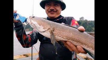 Lưu ý câu chuối sộp mùa đông#Shorts