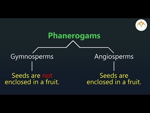 Video: Forskellen Mellem Pteridophytes Og Phanerogams