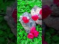 pink rose flower hairvine headband and hairvine#handmade#making video link in description