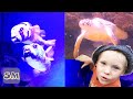 Обитатели моря видео для детей І Океанариум в Киеве І Аквариум над головой І Изучаем подводный мир