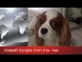 זהירות תמונות מטרידות בין הסדינים זהירות תמונות מטרידות בין הסדינים